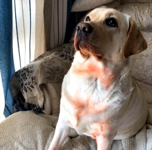 狗狗咬烂了口红,狗狗咬坏口红