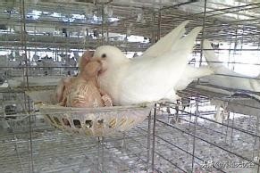 轻松养鸽子（上）～鸽子的生理特性和饲养管理！