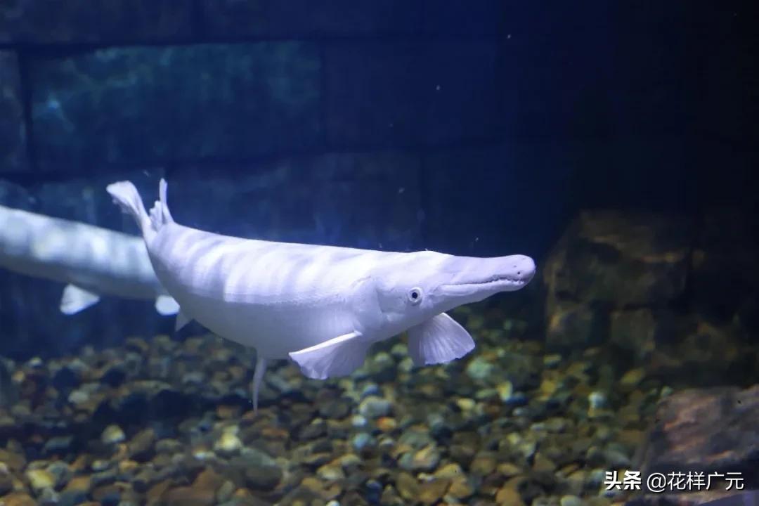 十大凶猛的淡水鱼鳄雀鳝,十大凶猛淡水鱼鳄雀鳝