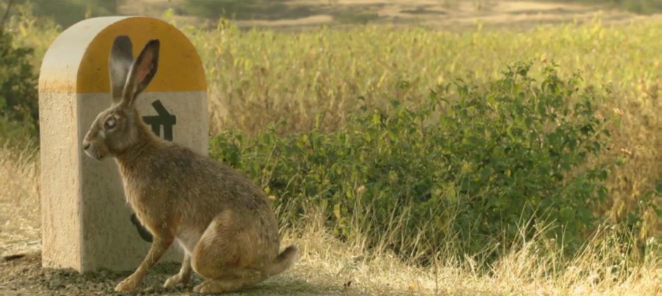 蛇蝎美人机关算尽，却被一只兔子搞定？这部印度悬疑片值得一看