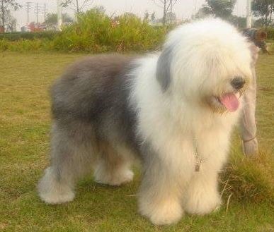 这几种高颜值狗狗你认识哪些,盘点最靠谱的狗狗看看你知道几种