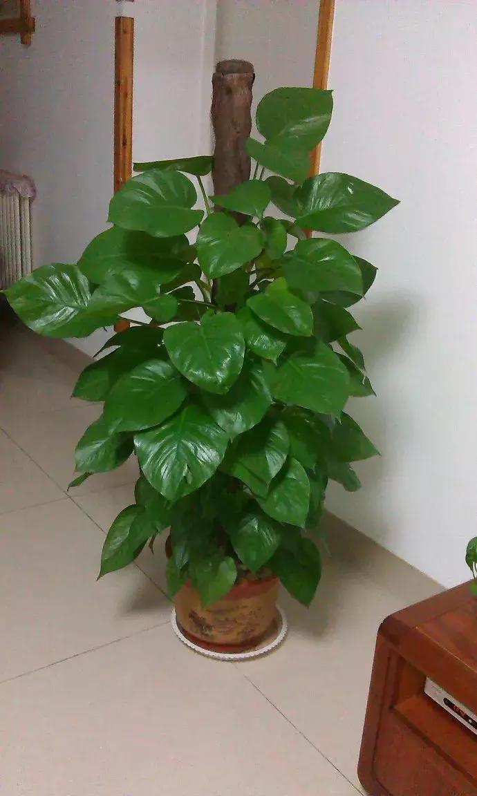 适合家里西阳台养耐阴的花,家里宜养的花草室内耐阴花