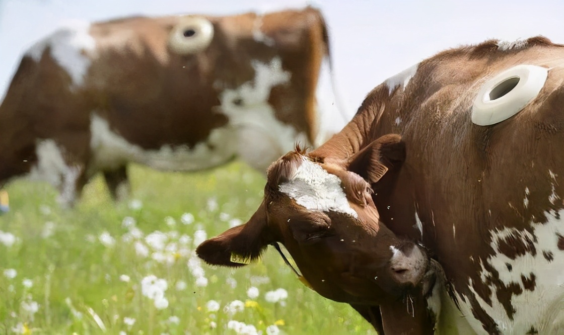 为什么牛背上会开洞,为什么会给牛身上打洞
