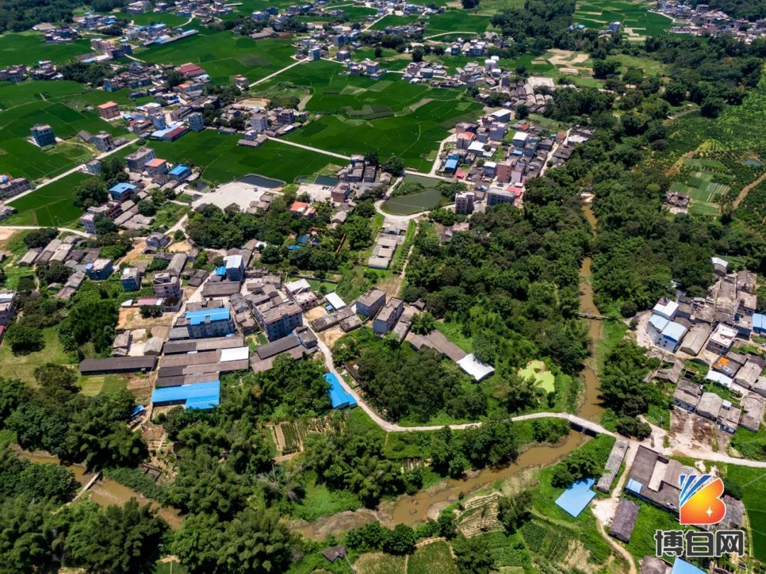 活久见！快成精了？博白发现明朝古树，至今600多年