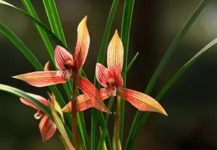 兰花生病长虫怎么办？养兰必知的病虫害和防治方法