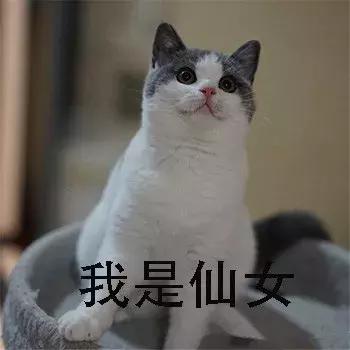 养英短还是俄蓝,养英短蓝猫还是美短好