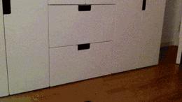 众所周知猫是液体吗,众所周知猫都是液体