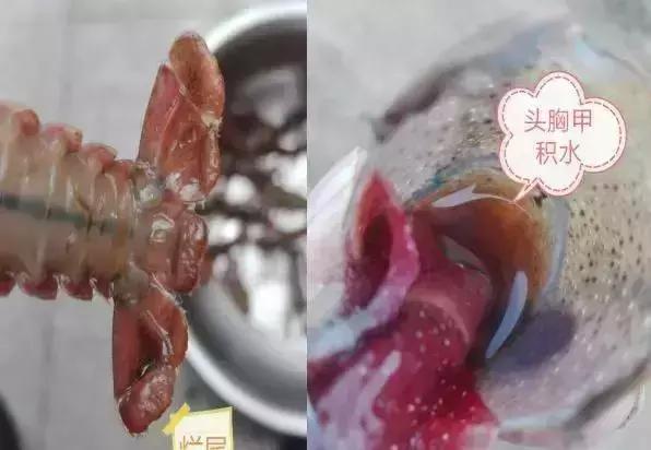 塘里死的龙虾,小龙虾进笼死与偷死的病因区别