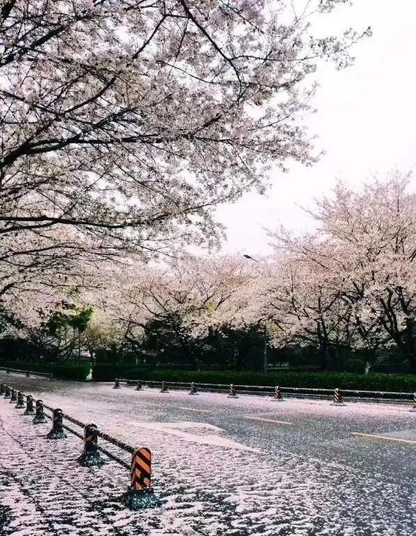 是心动啊，樱樱樱樱樱樱樱樱樱