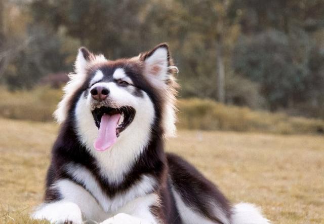 养阿拉斯加前必须了解的四个时期,成年的阿拉斯加犬可以养吗