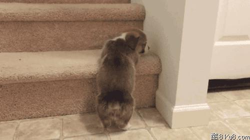 如何挑选颜值高的三色柯基,怎样挑选一个健康的柯基幼犬