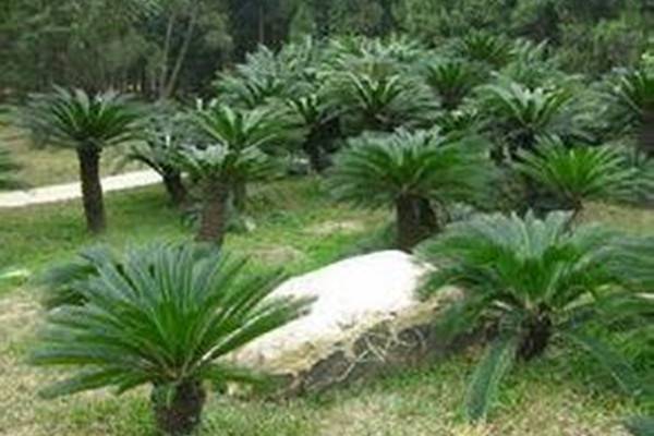 美叶凤尾蕉叶子发黄,美叶凤尾蕉为什么叶柄发软