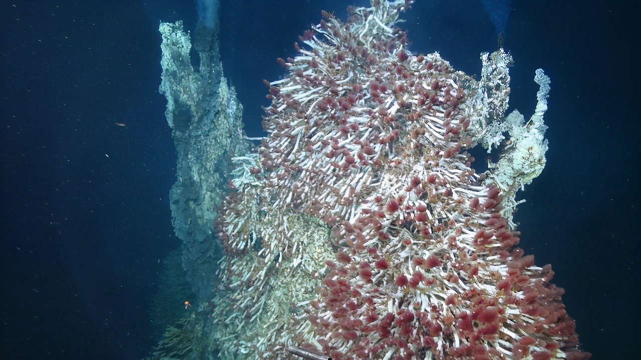 海底虾450度高温叫什么名字,100度水煮不死的虾