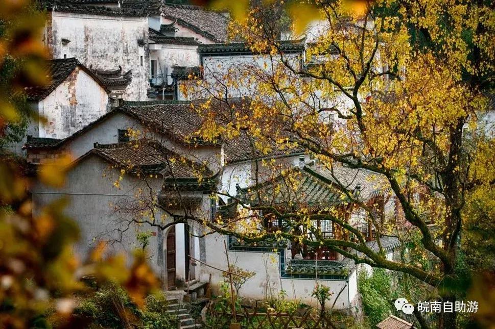新安江山水画廊景区打卡景点,新安江山水画廊景区九砂晒秋节
