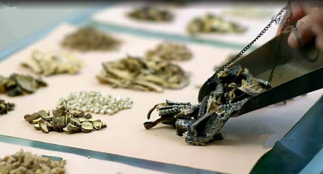 专家捕蛇技术,抓蛇高手徒手抓蛇