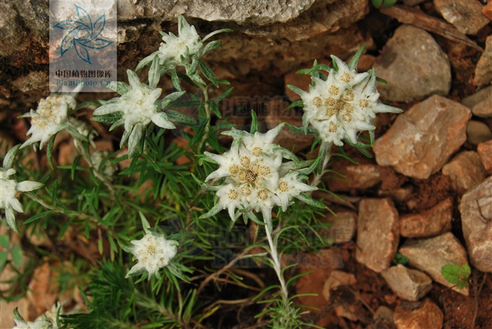 小地松,小地松图片