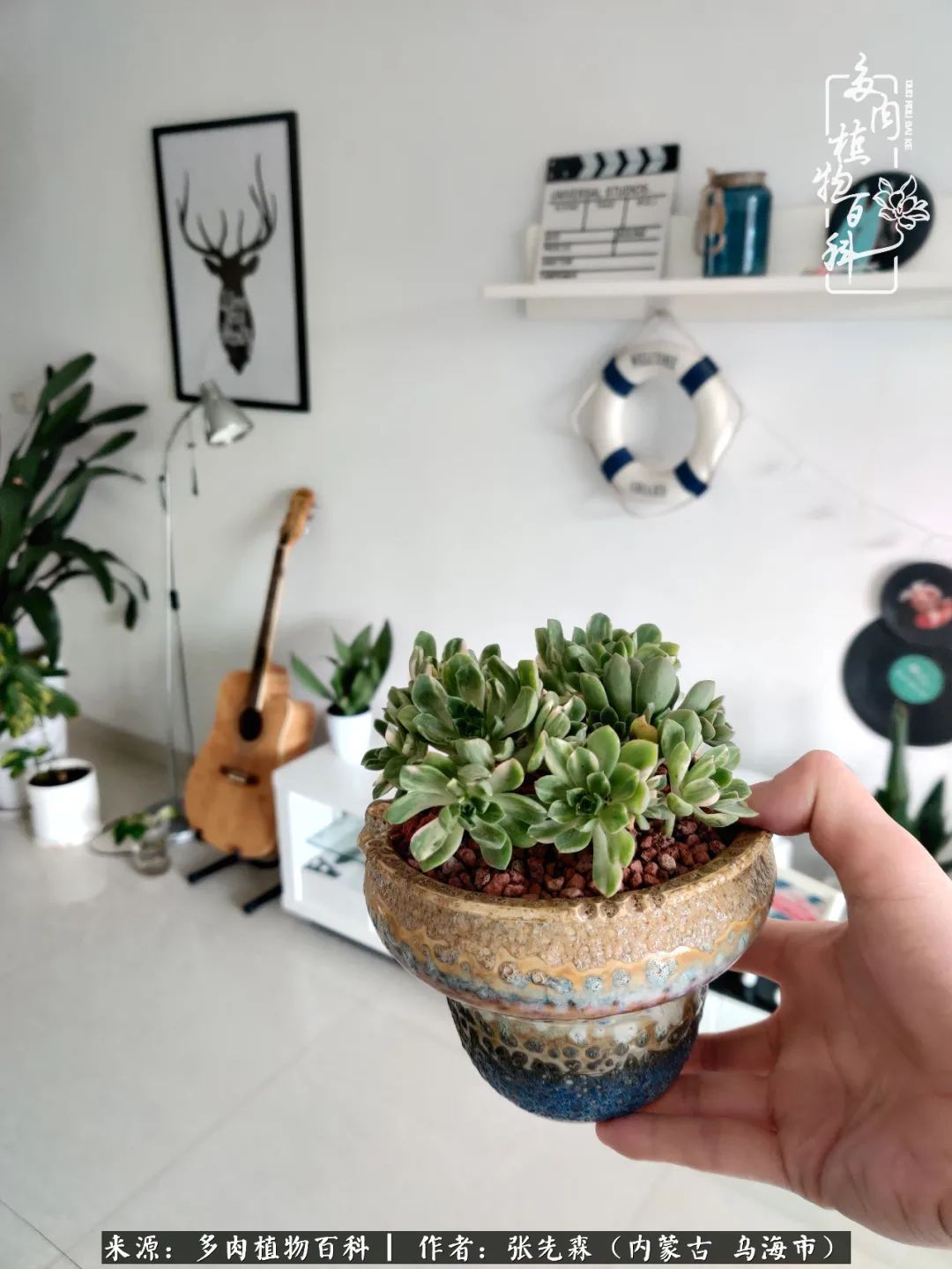 吸取教训，不断探索，英语老师的多肉碎碎念