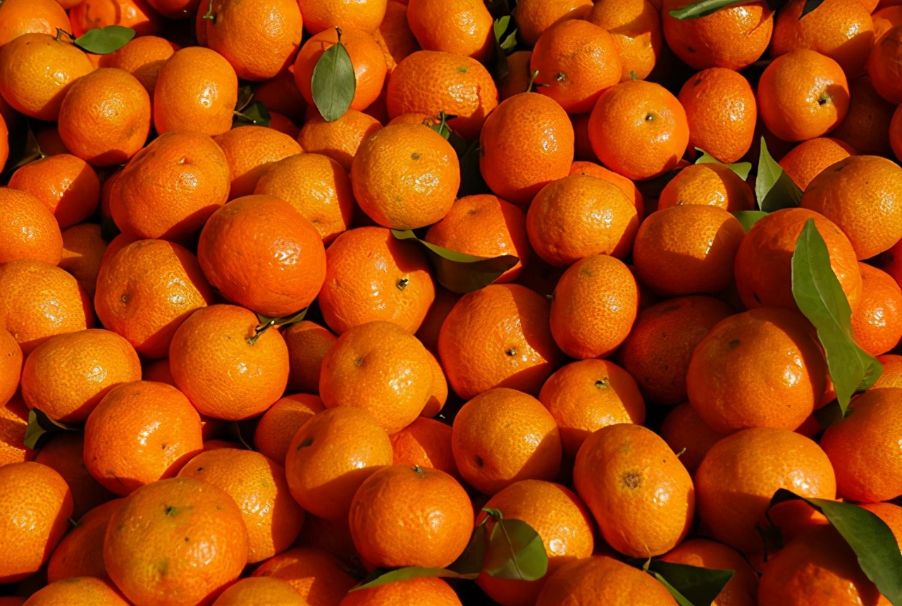 砂糖橘跟普通橘子有区别吗,真的砂糖橘和假的砂糖橘