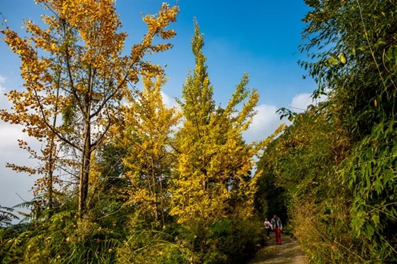 金黄色警报,黄色警报镜头