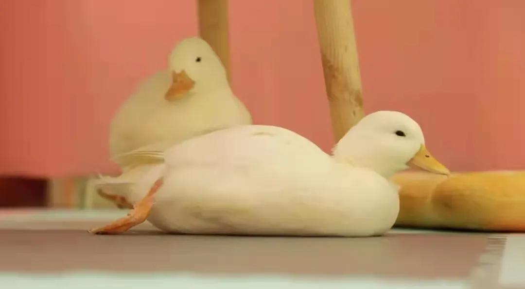 宠物生活馆盘点,北京人气宠物乐园推荐