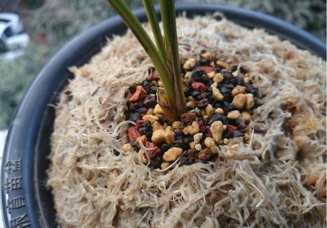 单苗兰花怎样养护,单苗兰花复壮