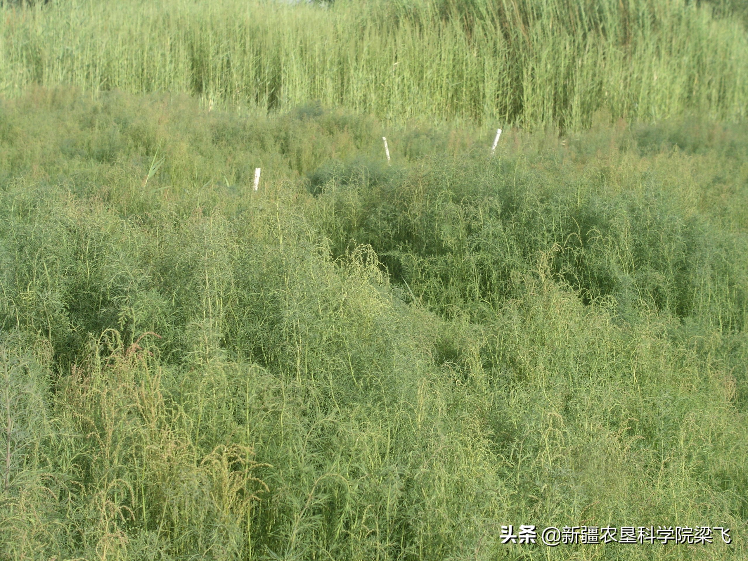 盐角草与碱蓬的区别,盐地碱蓬改良盐碱地