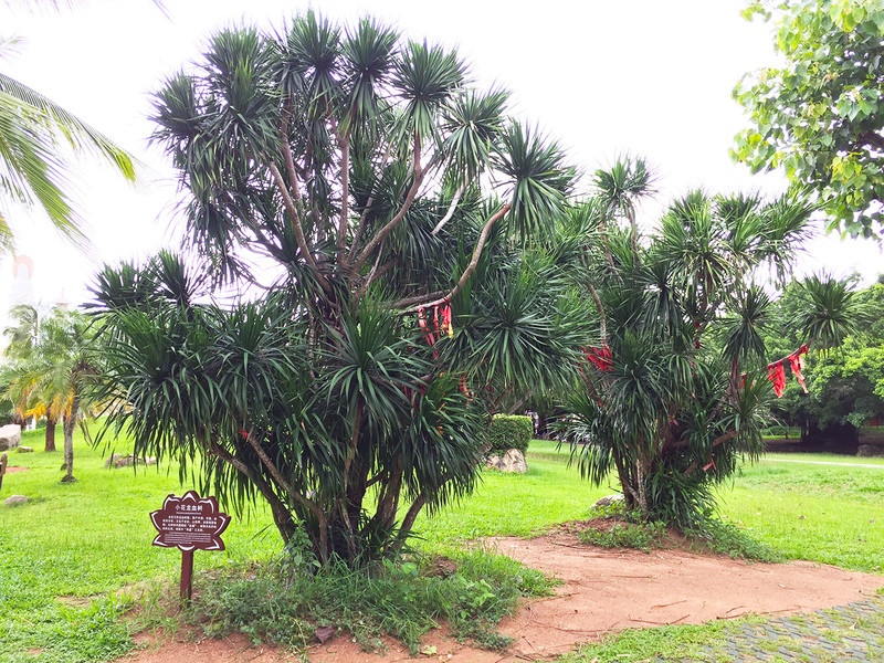 海南租车自驾,海南万宁租车哪家靠谱