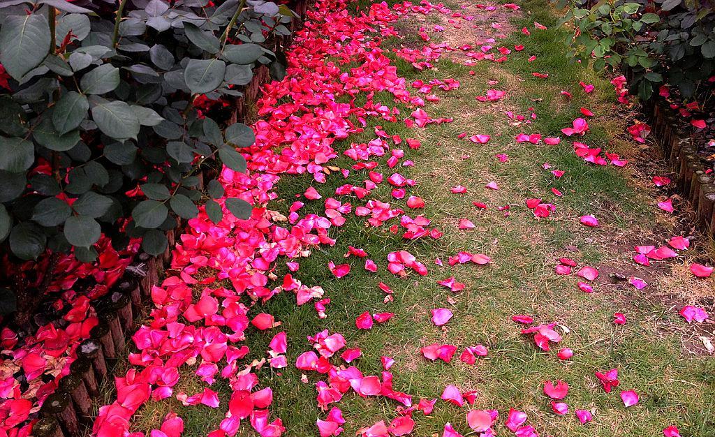 红楼梦插曲葬花吟花谢花飞花满天,红楼如梦葬花吟