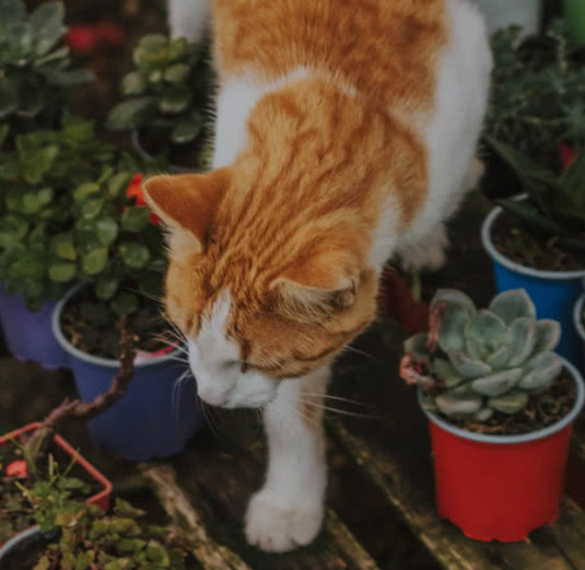 猫草对猫咪功效的研究文献,猫咪吃猫草的5个你不知道的好处