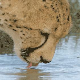 猫咪到底能不能喝矿泉水,猫咪喝自来水会结石吗