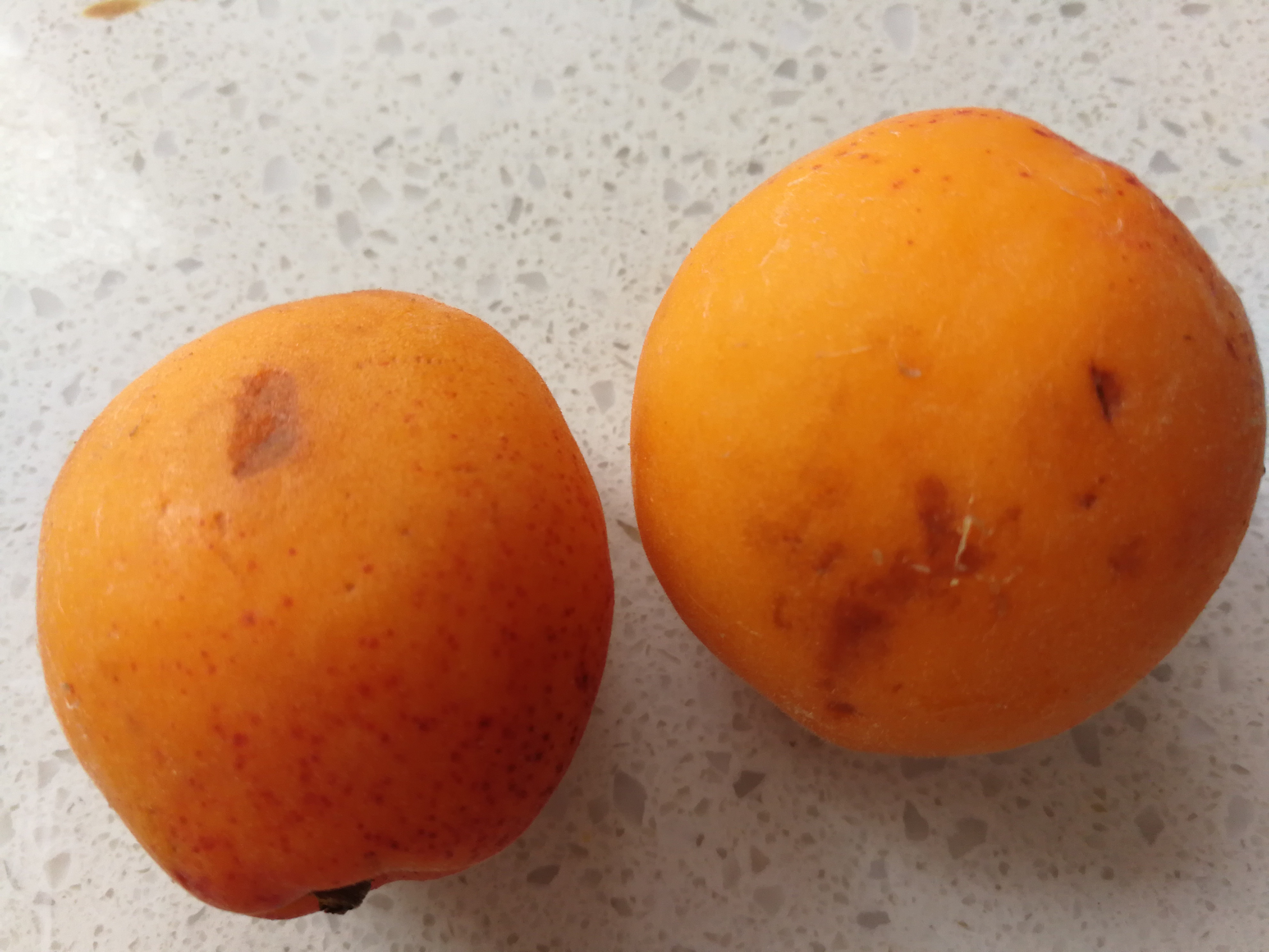 吃杏肉减肥吗,杏吃了可以减肥吗