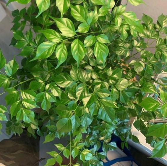 幸福树叶子发黄干枯长霉怎么补救,幸福树叶子发黄干枯怎么补救