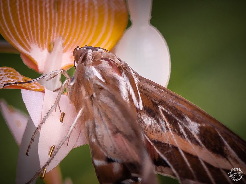 面对城市里日益减少的昆虫，设计师能做些什么？