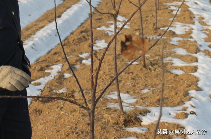 图说果树,自由纺锤形果树整形修剪视频