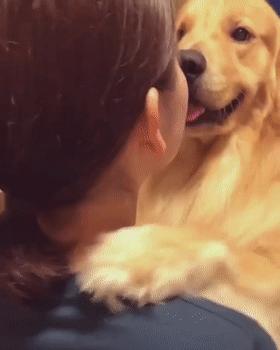 养什么狗好不爱叫,养什么狗不拆家不生病