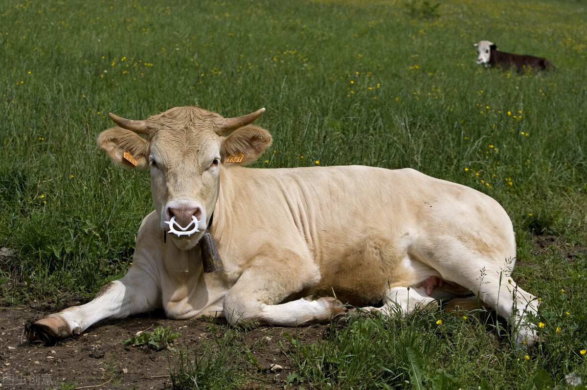 牛出现跛行的疾病,牛大腿肿胀跛行是什么病