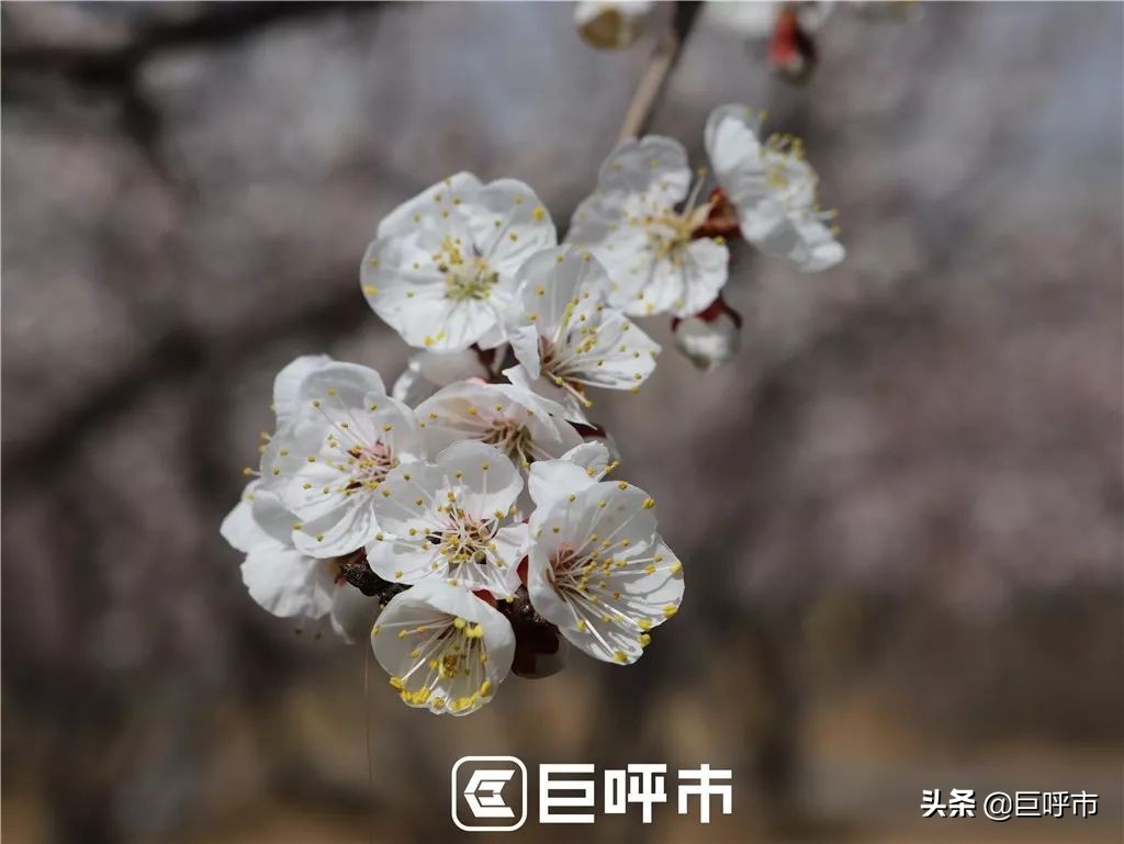 呼和浩特的人文风光图片,呼和浩特古代风景