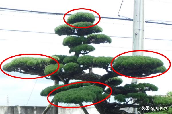 松树盆景换盆去土除根吗,松树盆景怎样修剪和造型