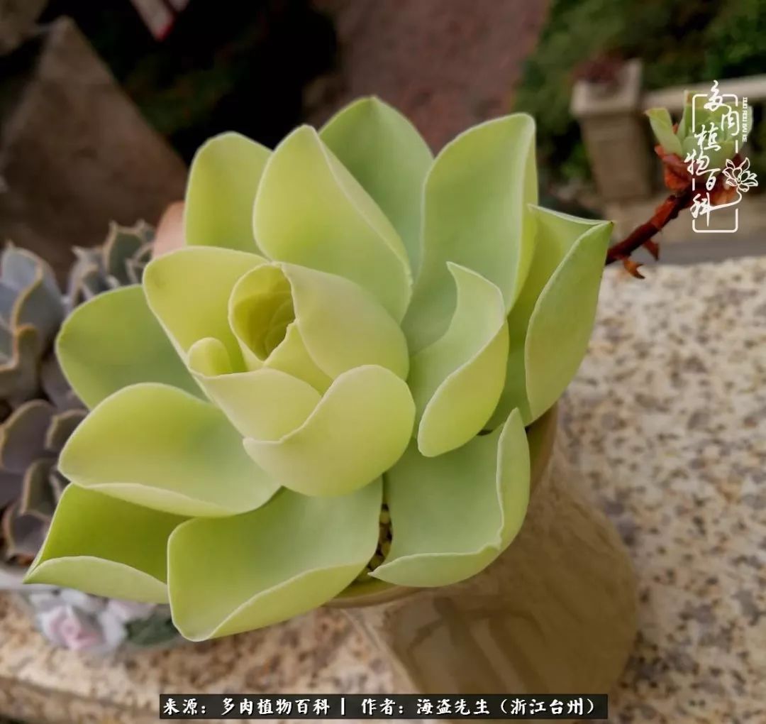 多肉玫瑰怎么才能出状态,多肉山地玫瑰唤醒方法