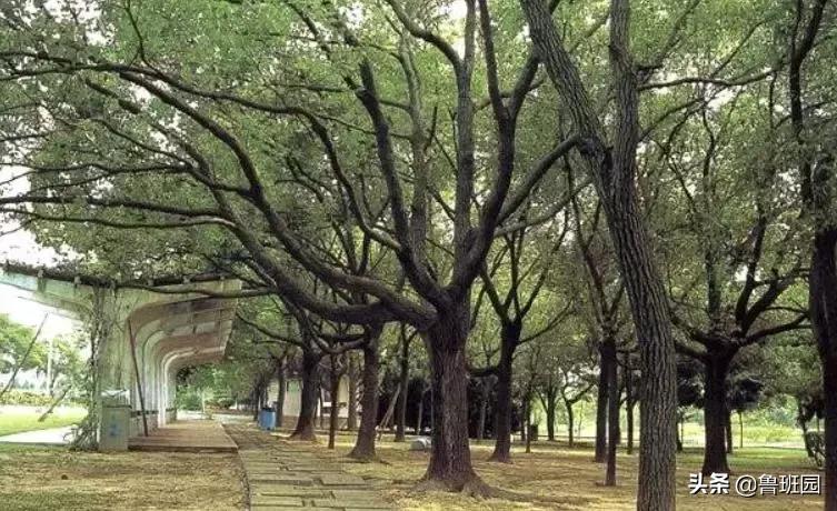 木材着色处理,科技木皮油漆怎么做出来有质感