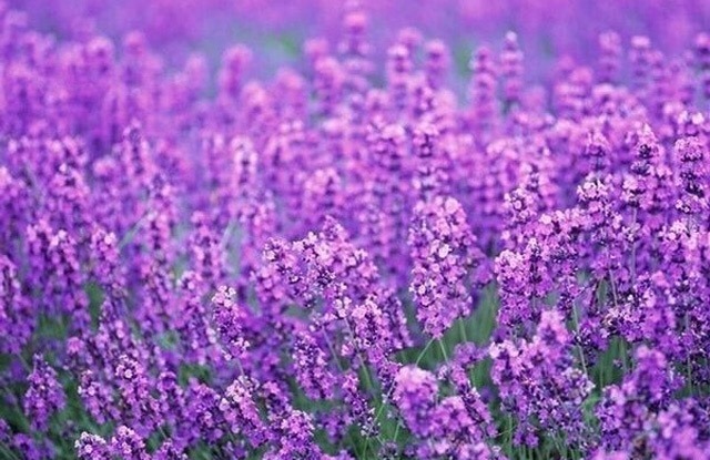 无锡蠡园逛多久,无锡蠡园攻略