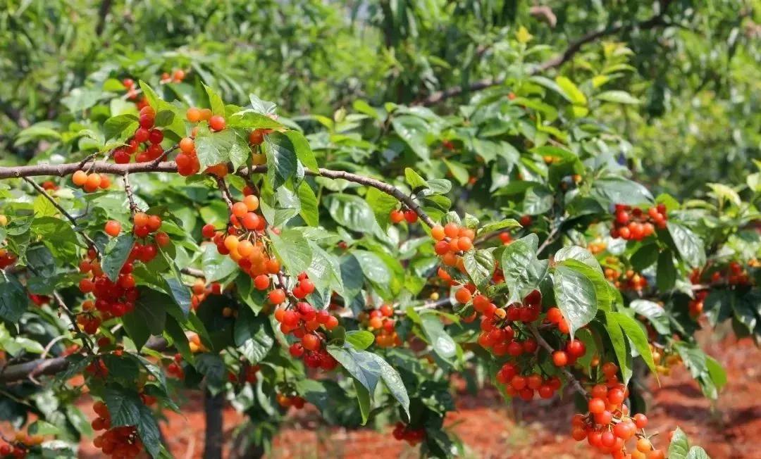 昆明樱桃采摘园安宁的樱桃熟了,昆明安宁樱桃采摘地点推荐