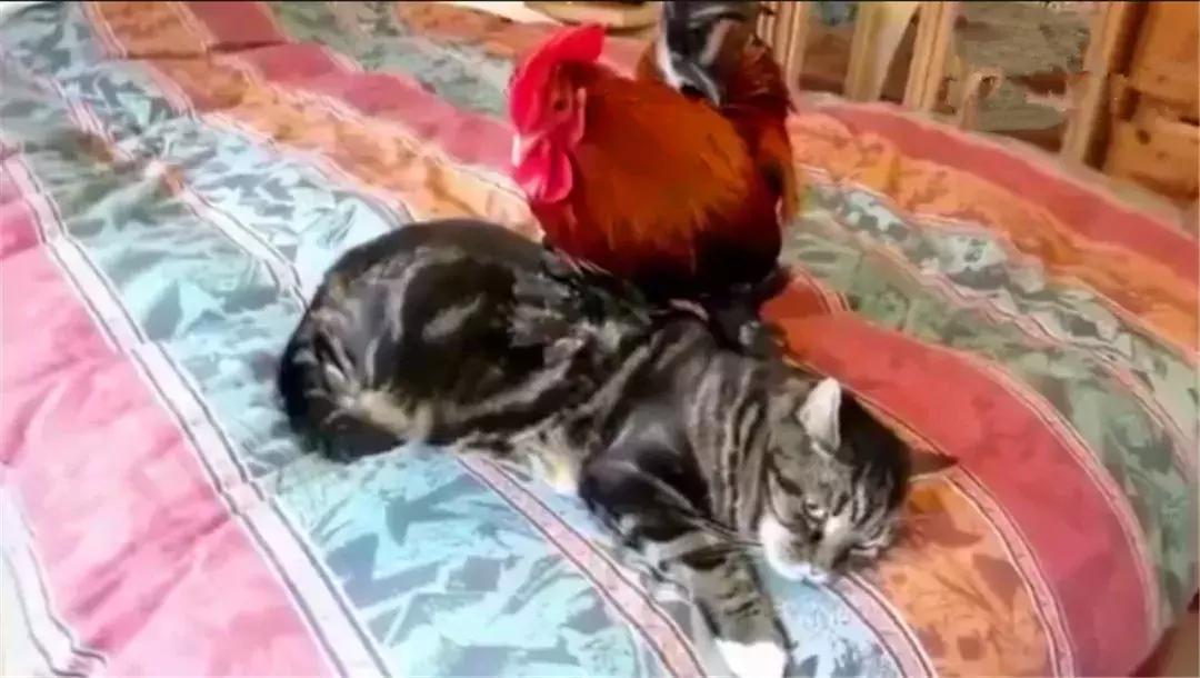 猫咪照顾小鸡,猫咪照顾主人尽职尽心