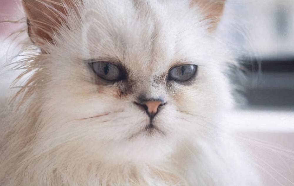 猫眼睛上面有一块黑黑的没毛,猫眼睛旁边有黑色结痂怎么清理