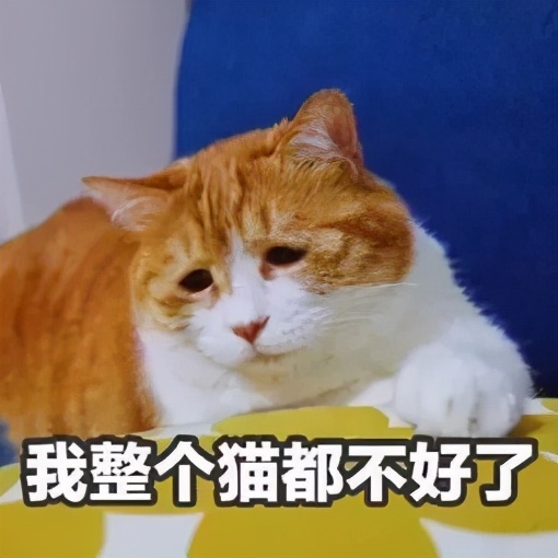 为什么挠猫咪肚皮猫咪会想咬人,摸猫咪的时候猫咪咬人啥意思