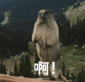 猫砂丢干垃圾还是湿垃圾,猫砂和猫屎可以扔垃圾桶吗