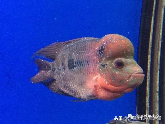 白点病养鱼新手老手都会遇到，了解这些知识让你轻松应对