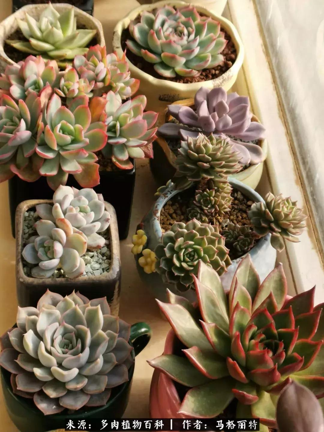 北方阳台多肉怎么过冬,北方阳台多肉