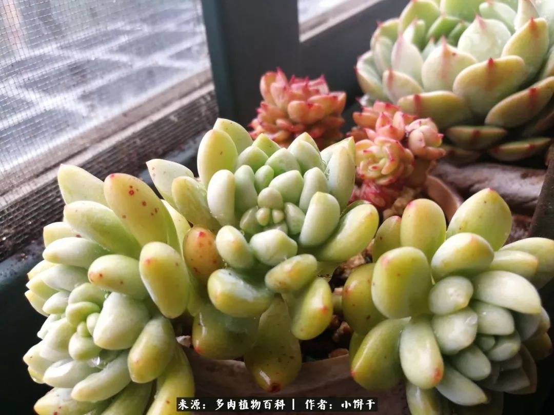 无肉不欢的肉瘾少女，日日沉迷于美色无法自拔！