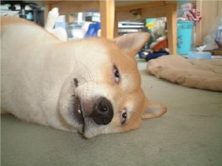 困成狗是什么样子,看看你家小狗的睡姿